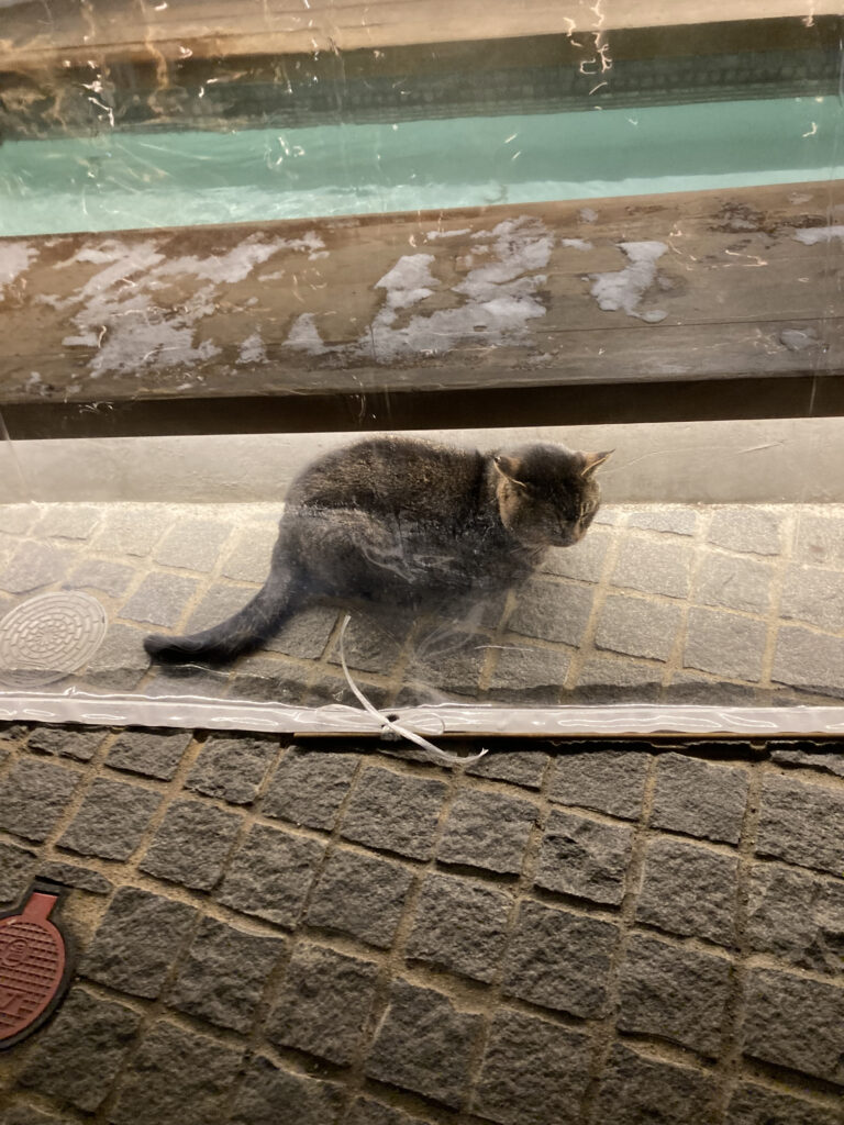 草津温泉街の足湯で温まるねこ