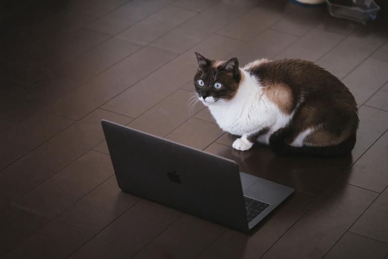 猫とパソコン
